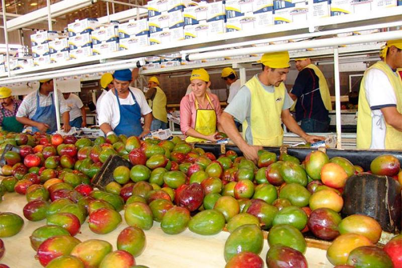 Crece exportación de mango fresco a Corea del Sur