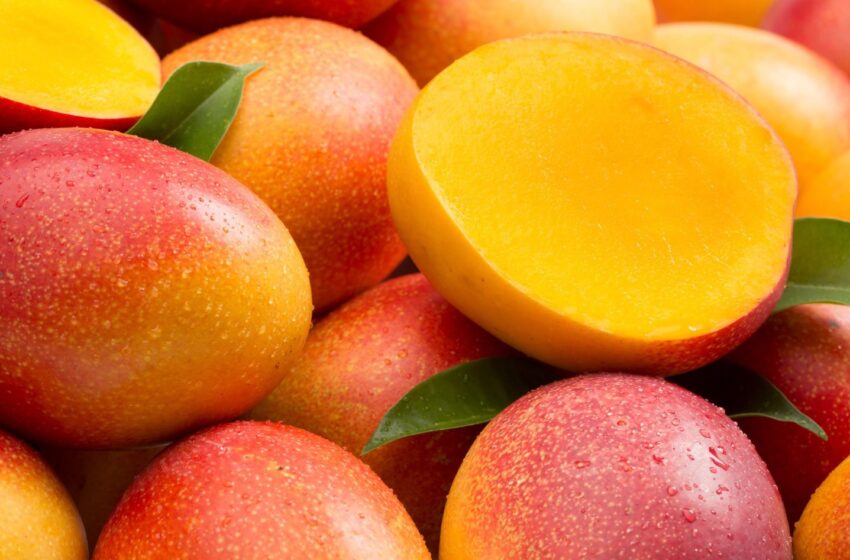  Mangos peruanos llega a 45 mercados internacionales