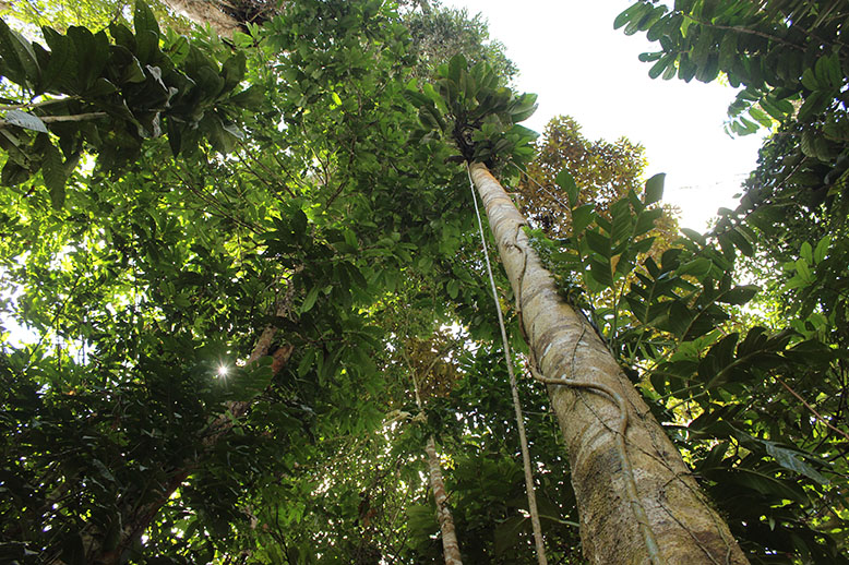  Perú concentra la mayor cantidad de especies de cedro a nivel mundial