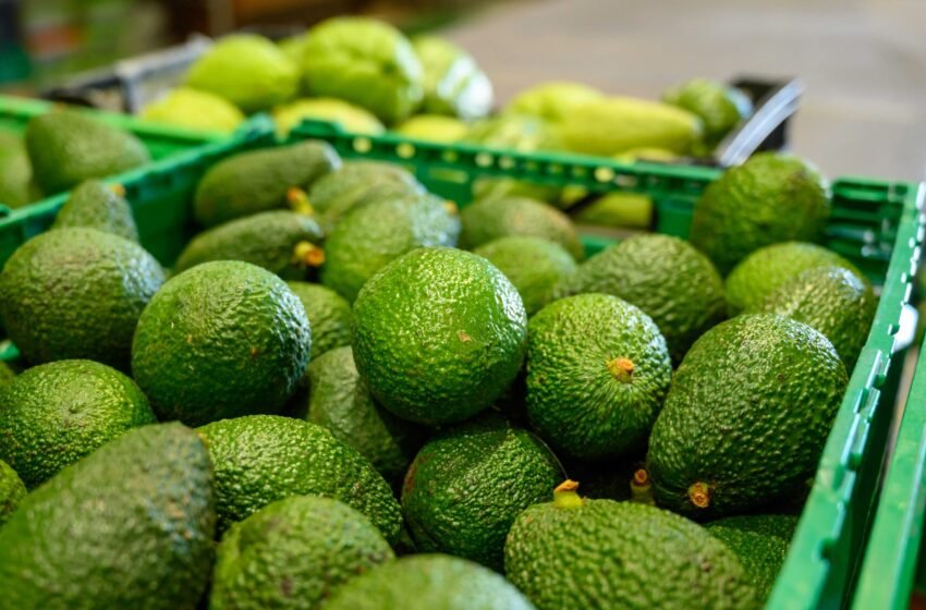  Exportaciones de Lambayeque crecen 36 % por agroindustria