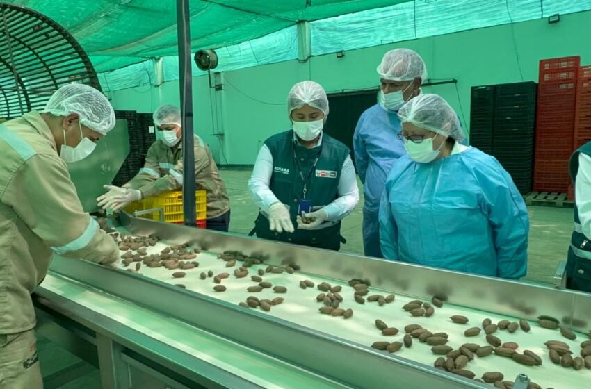 Perú logra su primer envío de pecanas a China desde Ica